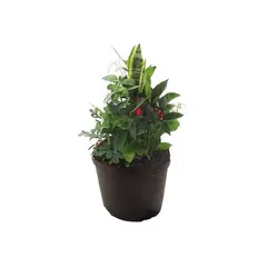 Timlog - Coquetel 7 Ervas Cuia 24 Planta Natural
