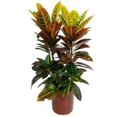 Timlog - Croton Híbrido Sortido Pote 19 Planta Natural