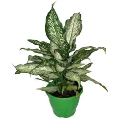 Timlog - Dieffenbachia Sortida Pote 17 Planta Natural
