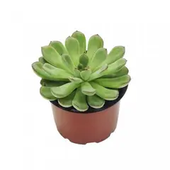 Timlog - Suculenta Echeveria Pote 11 Planta Natural