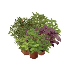 Timlog - Ervas Aromáticas Pote 11 Planta Natural
