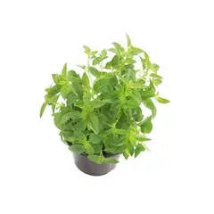 Timlog - Ervas Aromáticas Pote 14 Planta Natural