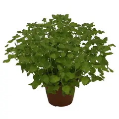 Timlog - Ervas Aromáticas Pote 24 Planta Natural