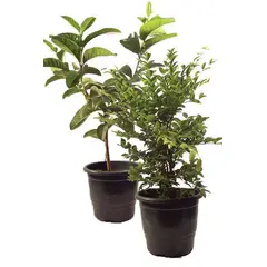 Timlog - Frutíferas Pote 19 Planta Natural