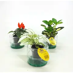 Timlog - Hidrocultura Ornamental Pote 06 Planta Natural