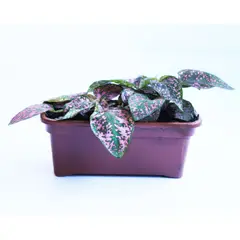 Timlog - Hypoestes Jardineira Planta Natural