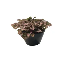 Timlog - Hypoestes Cuia 13 Planta Natural
