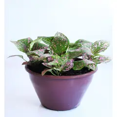 Timlog - Hypoestes Cuia 18 Planta Natural