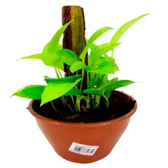 Timlog - Jiboia Amarela Cuia 21 Planta Natural