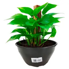 Timlog - Jiboia Verde Cuia 21 Planta Natural