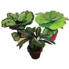 Timlog - Maranta Calathea Pote 19 Sortida Planta Natural