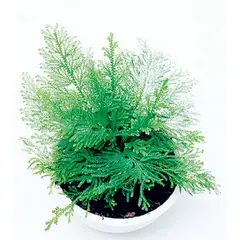 Timlog - Musgo Alto Cuia 13 Sortida Planta Natural