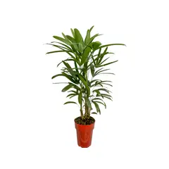 Timlog - Palmeira Raphis Pote 17 Planta Natural