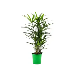 Timlog - Palmeira Raphis Pote 24