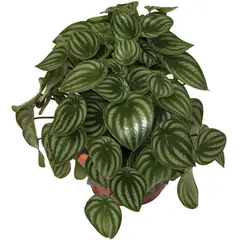 Timlog - Peperômia Melancia Cuia 21 Planta Natural