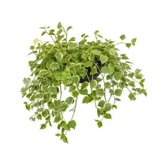 Timlog - Peperômia Scandens Cuia 21 Planta Natural
