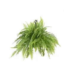 Timlog - Samambaia Americana Cuia 21 Planta Natural