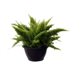 Timlog - Samambaia Hawaiana Cuia 13 Planta Natural