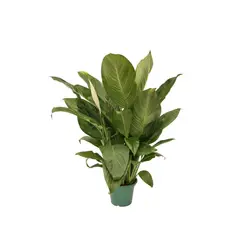 Timlog - Spathiphyllum Lírio da Paz Pote 14