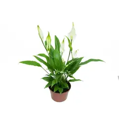 Timlog - Spathiphyllum Lírio da Paz Pote 11