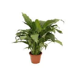 Timlog - Spathiphyllum Lírio da Paz Pote 24