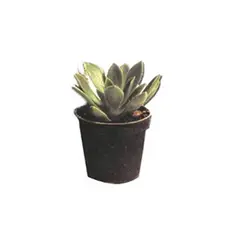 Timlog - Suculenta Pote 06 Planta Natural