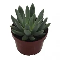 Timlog - Suculenta Pote 11 Planta Natural