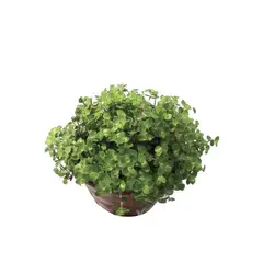 Timlog - Tostão Cuia 21 Planta Natural