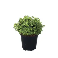 Timlog - Tostão Pote 11 Planta Natural