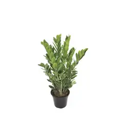 Timlog - Zamioculcas Pote 19