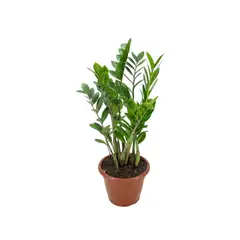 Timlog - Zamioculcas Zamifolia Pote 24 Planta Natural