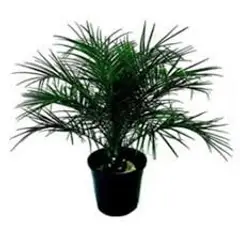 Timlog - Palmeira Phoenix Pote 35