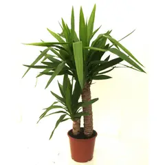 Timlog - Yucca Grande Planta Natural