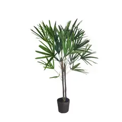 Timlog - Palmeira Raphis Excelsa 2 Hastes Planta Natural