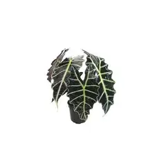Veiling Holambra - Alocasia Pote 15 Verde