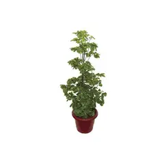 Veiling Holambra - Árvore da Felicidade Pote 11, Verde