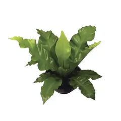 Veiling Holambra - Asplenium Nidus Pote 14, Verde