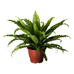 Veiling Holambra - Asplenium Osaka Pote 19, Verde