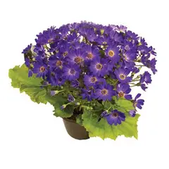 Timlog - Cineraria Pote 14 Planta Natural