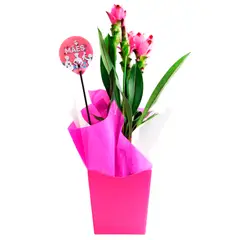 Veiling Holambra - Curcuma Pote 15