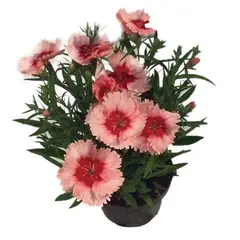 Veiling Holambra - Cravina Pote 11