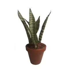Veiling Holambra - Espada de São Jorge Pote 11 Planta Natural