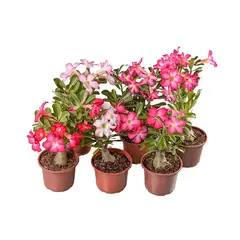 Veiling Holambra - Rosa do Deserto Pote 15