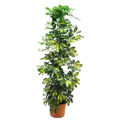 Veiling Holambra - Schefflera P24