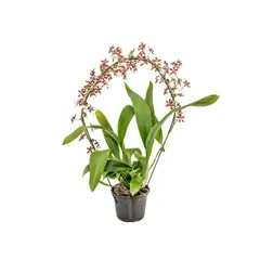 Veiling Holambra - Orquídea Oncidium Sharry Baby Marrom