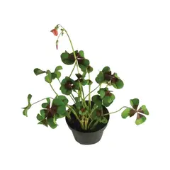 Veiling Holambra - Trevo de Quatro Folhas Pote 11