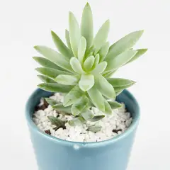 Veiling Holambra - Suculenta Cerâmica Pote 9cm