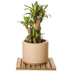 Veiling Holambra - Arbusto Dracena Massageana Pote 30cm