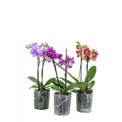 Veiling Holambra - Orquídea Phalaenopsis Pote 09