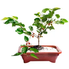 Veiling Holambra - Bonsai 6 a 10 anos